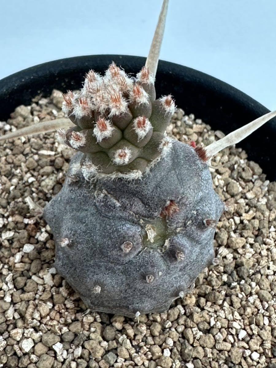 Amazon.co.jp: テフロカクタス 長刺武蔵野 Tephrocactus Amazon.co.jp: テフロカクタス 長刺武蔵野 Tephrocactus